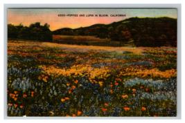 Field Poppies and Lupin Flowers in Bloom San Francisco California Linen Postcard - $4.89