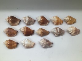 Lot of 14 Florida Fighting Conch Seashells 3 in Natural Beach Nautical D... - $14.80