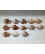 Lot of 14 Florida Fighting Conch Seashells 3 in Natural Beach Nautical D... - $270.31 MXN