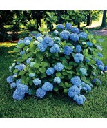 Nikko Blue Hydrangea Plant - $34.99