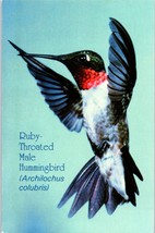 Ruby Throated Male Hummingbird Postcard - £5.49 GBP