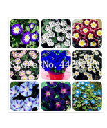 100 Pcs Morning Glory Seeds Star Blue Bonsai Garden - $17.51 CAD