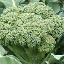 Green Sprouting Calabrese Broccoli Seeds Fall Winter Vegetable Seed Broc... - £6.41 GBP