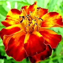 ArfanJaya 125 French Marigold Seeds Spring Mix Flower Mosquito Insect Re... - $9.74