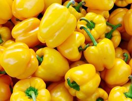 Organic Golden California Wonder Bell Sweet pepper Seeds Fresh Garden  50+Seeds - £8.31 GBP