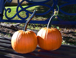 Long Handle Field Trip Pumpkin 10 Seeds Small Medium Size Fresh USA Ship... - $444.38 MXN