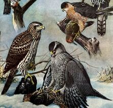 Hawk Types And Goshawk 1955 Plate Print Birds Of America Nature Art DWEE33 - $640.76 MXN