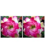 10 Adenium Seeds, Desert Rose with Pink Rose to Pale Yellow Bicolor Seeds - $22.99