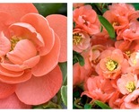 Top Seller - Double Take Chaenomeles Peach Flowering Quince 4&quot; pot - Liv... - $53.93