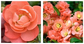 Top Seller - Double Take Chaenomeles Peach Flowering Quince 4&quot; pot - Live Plant - £42.47 GBP