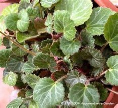 Flowering Strawberry Geranium Starter Plant - £4.27 GBP