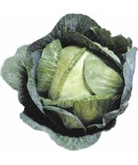 Sale 500 Seeds Early Jersey Wakefield Cabbage Brassica Oleracea Capitata... - $9.90