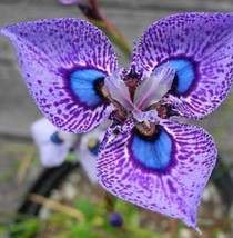 AF - 1 Pack 500  Seed Phalaenopsis Seeds Butterfly Orchid Flower  - £5.95 GBP