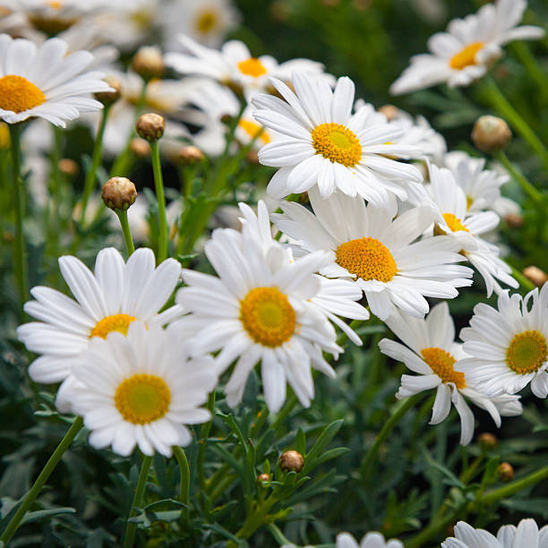 25 Oxeye Daisy Flower Seeds