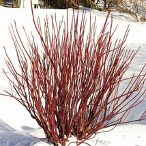 Red Twig Dogwood Seeds Cornus sericea 15 Seeds Fresh Seeds - £11.56 GBP