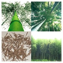 100 pcs Giant Fresh Moso Bamboo seeds Garden - £12.01 GBP