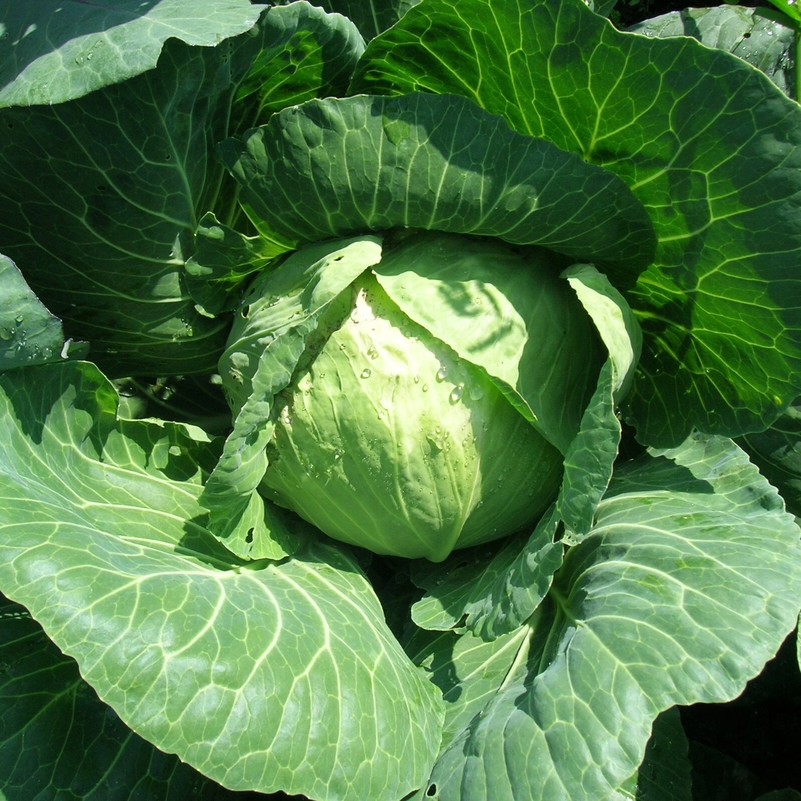 Cabbage Golden Acre Seeds, Easy to Grow, Garden Favorite, Non-GMO, - $6.99