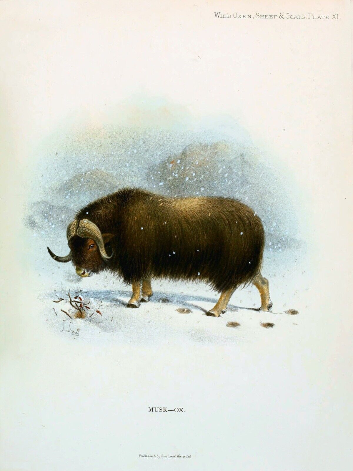 10559.Decoration Poster.Home Room wall.Art print design.Ox.Musk.Wild animal
