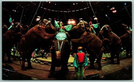 Elephant on Hind Legs Ringling Bros Barnum &amp; Baily Circus UNP Chrome Postcard J8 - £7.86 GBP