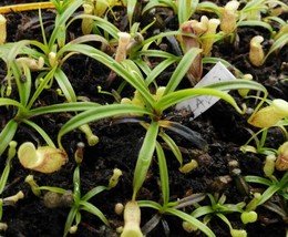 Nepenthes glabrata, Carnivorous plant, 1 plant - £12.82 GBP