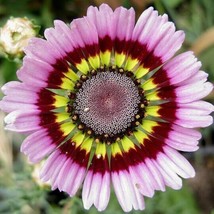 Grow In US 50pcs Painted Mix Daisy Flower Seeds Non GMO Heirloom Pink Indian Bla - £11.95 GBP