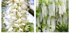 1 year old, White Wisteria floribunda “Snow Showers”, grafted plant - $89.99