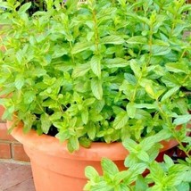 300 Spearmint Seeds Organic Herb Natural Tea Patio Container Summer Vege... - £11.36 GBP