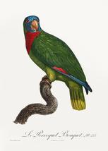 Red-Necked Amazon, Amazona Arausiaca - 1800&#39;s - Francois Levaillant Bird... - $11.99