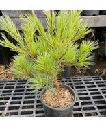 Pinus Strobus Caboose Live Plant 12 Inch Tall 1 Gallon Pot Plant Garden - $25,726.67 MXN