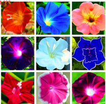 100PCSPACK Morning Glory Flower Flores Perennial FlowersEasy to Grow Pla... - £7.05 GBP