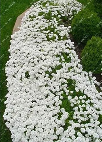 1000Pcs/Bag Creeping Thyme White Seeds Perennial Ground Cover For Home U... - £26.92 GBP