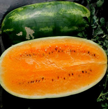 Orange Tendersweet Watermelon 15 Seeds Fresh Seeds Fast Shipping - £13.83 GBP