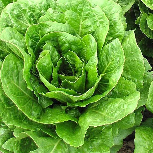 BPASTORE 500 Buttercrunch Lettuce Aas Winner Heirloom Non-Gmo Seeds Online - $9.44