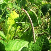 Bulk Iron And Clay Cowpea Seeds - Southern Field Pea Cover Wholesale - £4.01 GBP