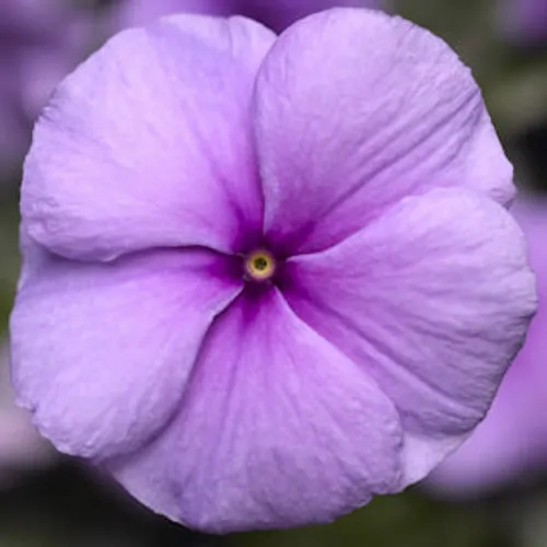 40 Seeds Vinca Sunstorm Purple Lavender &quot; Non Invasive&quot; Upright Annual F... - $9.92