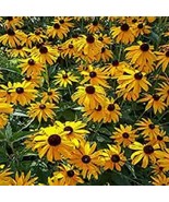 50 Ozark Gold Coneflower Seeds Echinacea Perennial Flowers Flower US Fast Shippi - $9.98