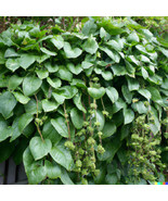 150 Seeds Malabar Spinachs - Giant Roundleaf Variety Edible Vine Vege Fr... - $16.61 CAD