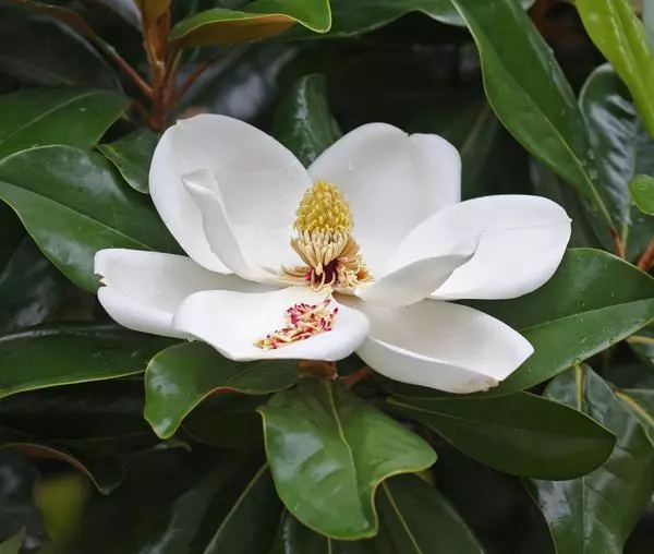 Brackens Brown Beauty Southern Magnolia Tree - Live Plant - Full Gallon Pot - $65.32