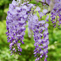 Deep Purple &amp; Rose Red Wisteria Bonsai Flowers 15 PCS Seeds - £6.77 GBP