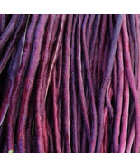 SML Grape Bonsai Tree Seeds For Planting 50 Seeds Bulk Seeds - €16,12 EUR