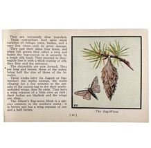 The Bag Worm Moth Print 1934 Butterflies Of America Antique Insect Art P... - €17,28 EUR