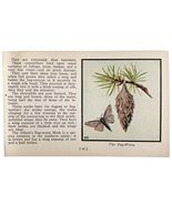 The Bag Worm Moth Print 1934 Butterflies Of America Antique Insect Art P... - €17,17 EUR