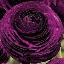 Ranunculus Purple color Buttercup, Persian rose, Summer flowers perennia... - £5.42 GBP