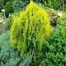 THJAR 30 Golden Oriental Arborvitae Tree Seeds (Platycladus Orientalis Aurea) Jo - $37.92