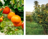 24-36" Tall - Kishu Mandarin Tree (Seedless) - Live Citrus Plant - Gallon Pot - £91.94 GBP