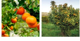 24-36&quot; Tall - Kishu Mandarin Tree (Seedless) - Live Citrus Plant - Gallon Pot - £98.31 GBP