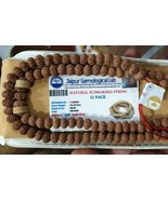 11 Mukhi Rudraksh Mala Eleven Face Rudraksha Mala 109 beads Lab Certified - $237.50