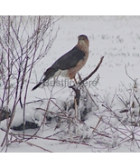 Cooper's Hawk in the Snow - 8x10 Unframed Photograph - $17.50
