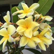 Plumeria Aztec Gold scented Frangipani fragrance Hawaii Flower Plumeria Rubra 2  - £5.39 GBP