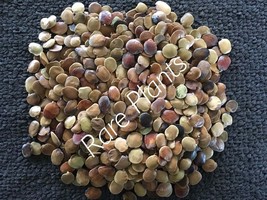 Gliricidia sepium, Gliricidia Maculata, Gliricidia, Madre de Cacao 10 Seeds - $0.99